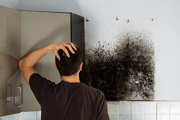 Best Commercial Mold Removal  in Stone Park, IL